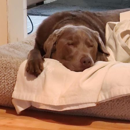 Bed & Breakfast Bonn 24 Mai Bis14 Juni Mit Hund In Der Wohnung Εξωτερικό φωτογραφία