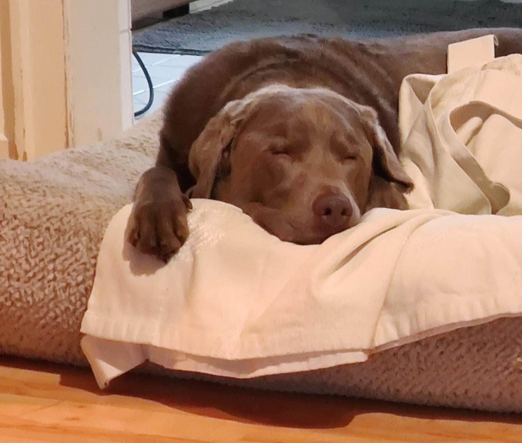 Bed & Breakfast Bonn 24 Mai Bis14 Juni Mit Hund In Der Wohnung Εξωτερικό φωτογραφία